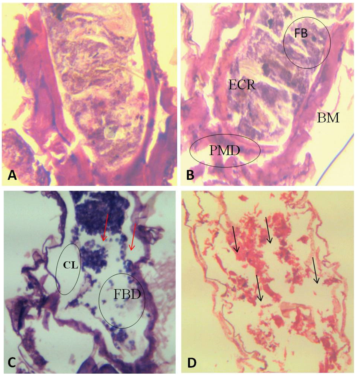 Coatings 10 00626 g007