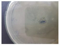 Coatings 10 00642 i001