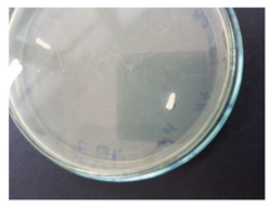 Coatings 10 00642 i004