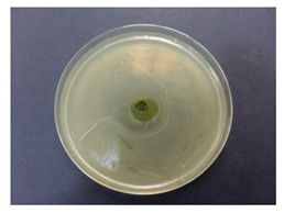 Coatings 10 00659 i002