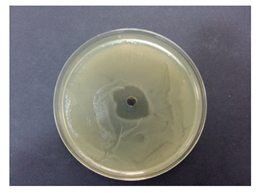 Coatings 10 00659 i004