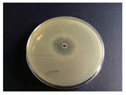 Coatings 10 00659 i005