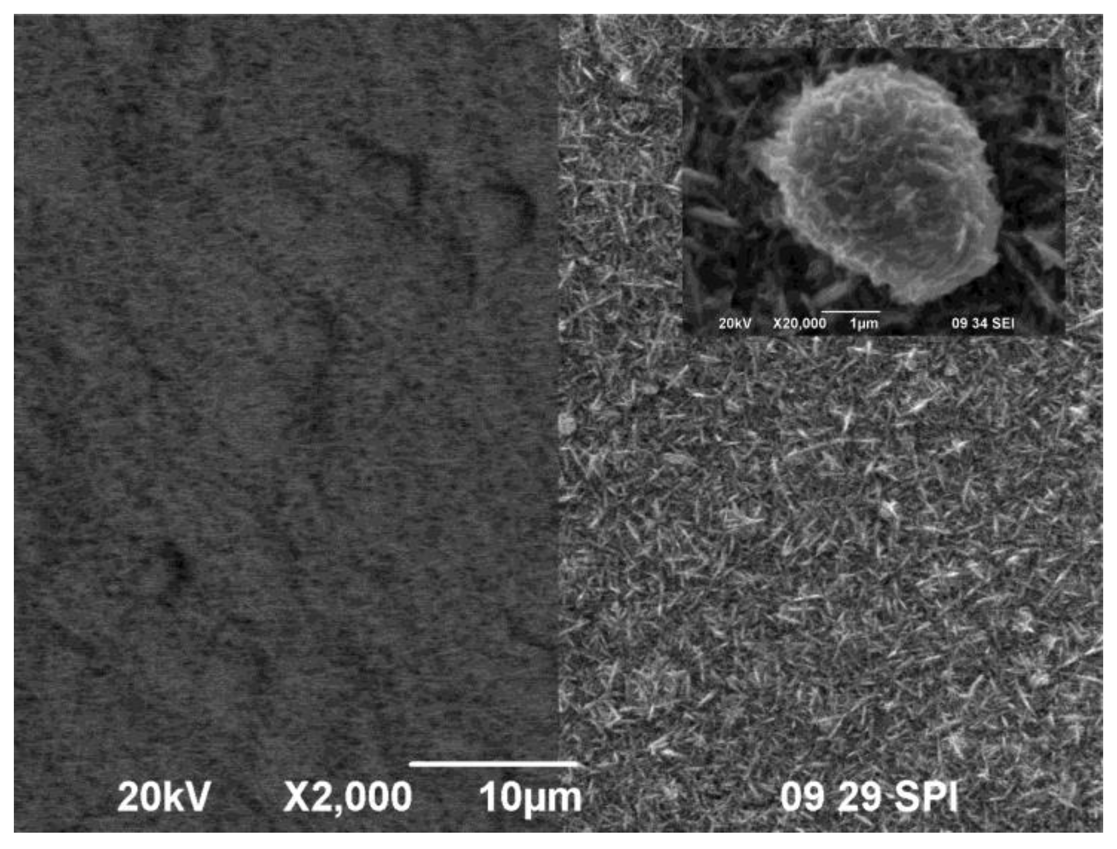 Coatings 10 00665 g003