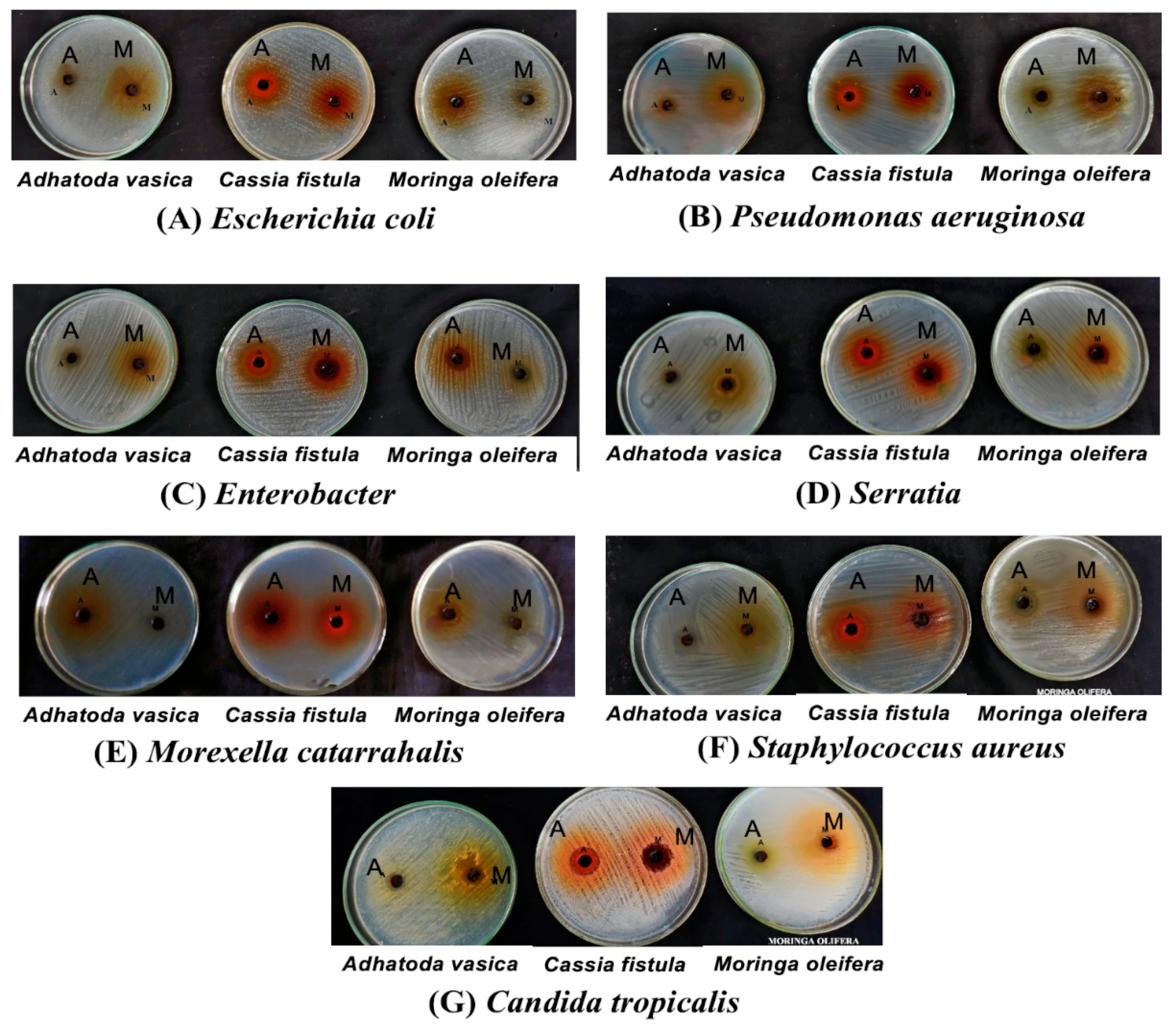 Coatings 10 00761 g002