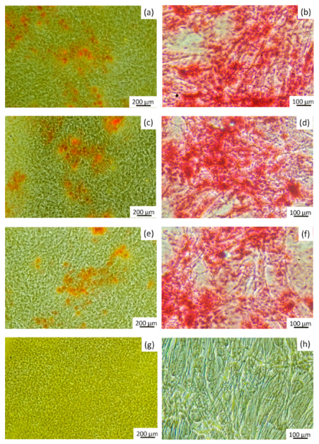 Coatings 10 01105 g006 Coatings 10 01105 g006