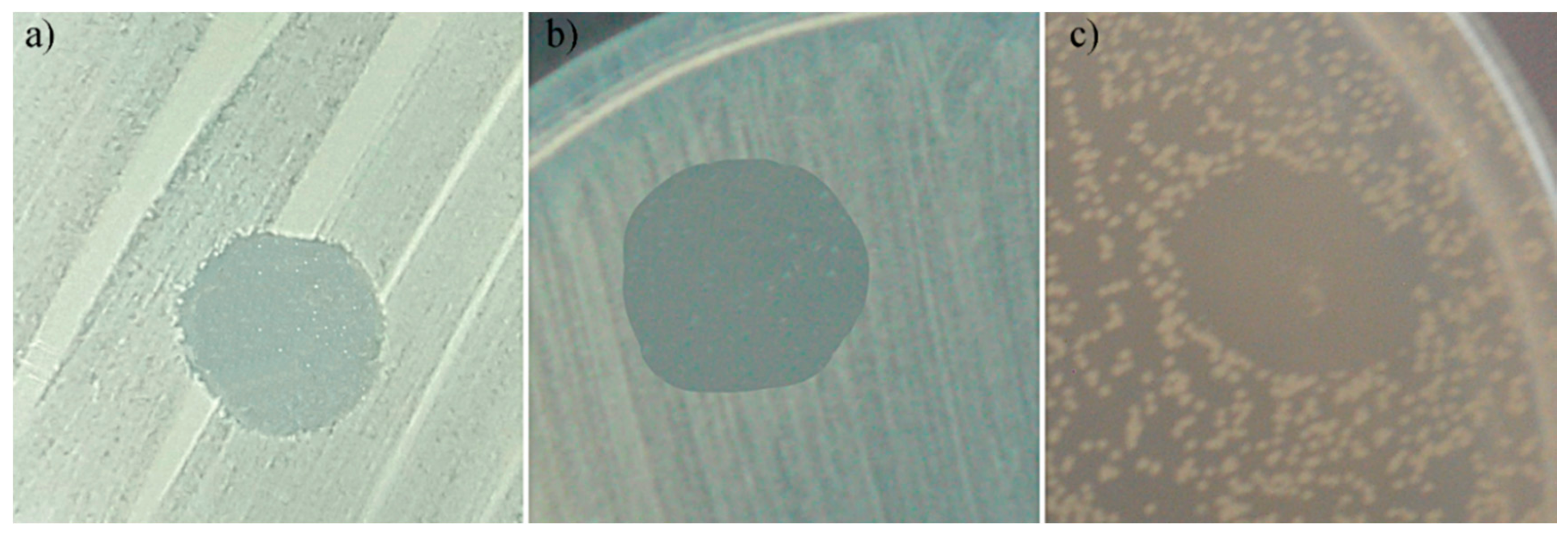 Coatings 10 01124 g010