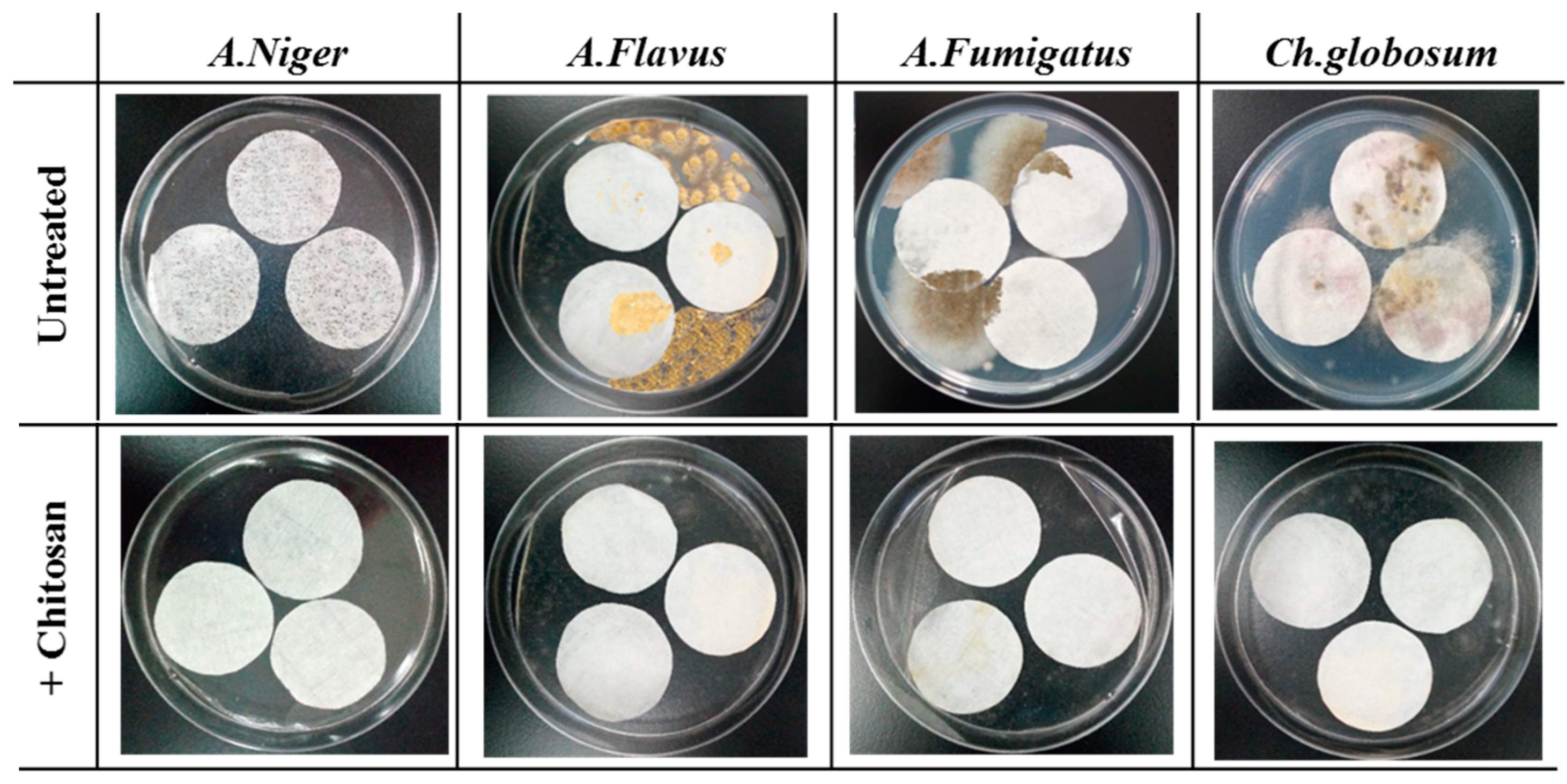 Coatings 10 01226 g013