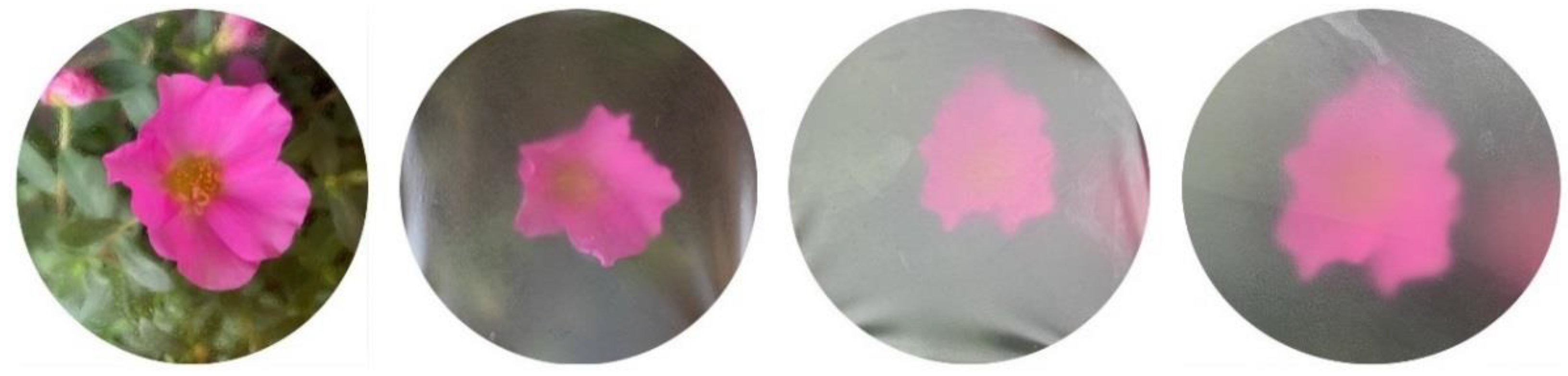 Coatings 11 00097 g001