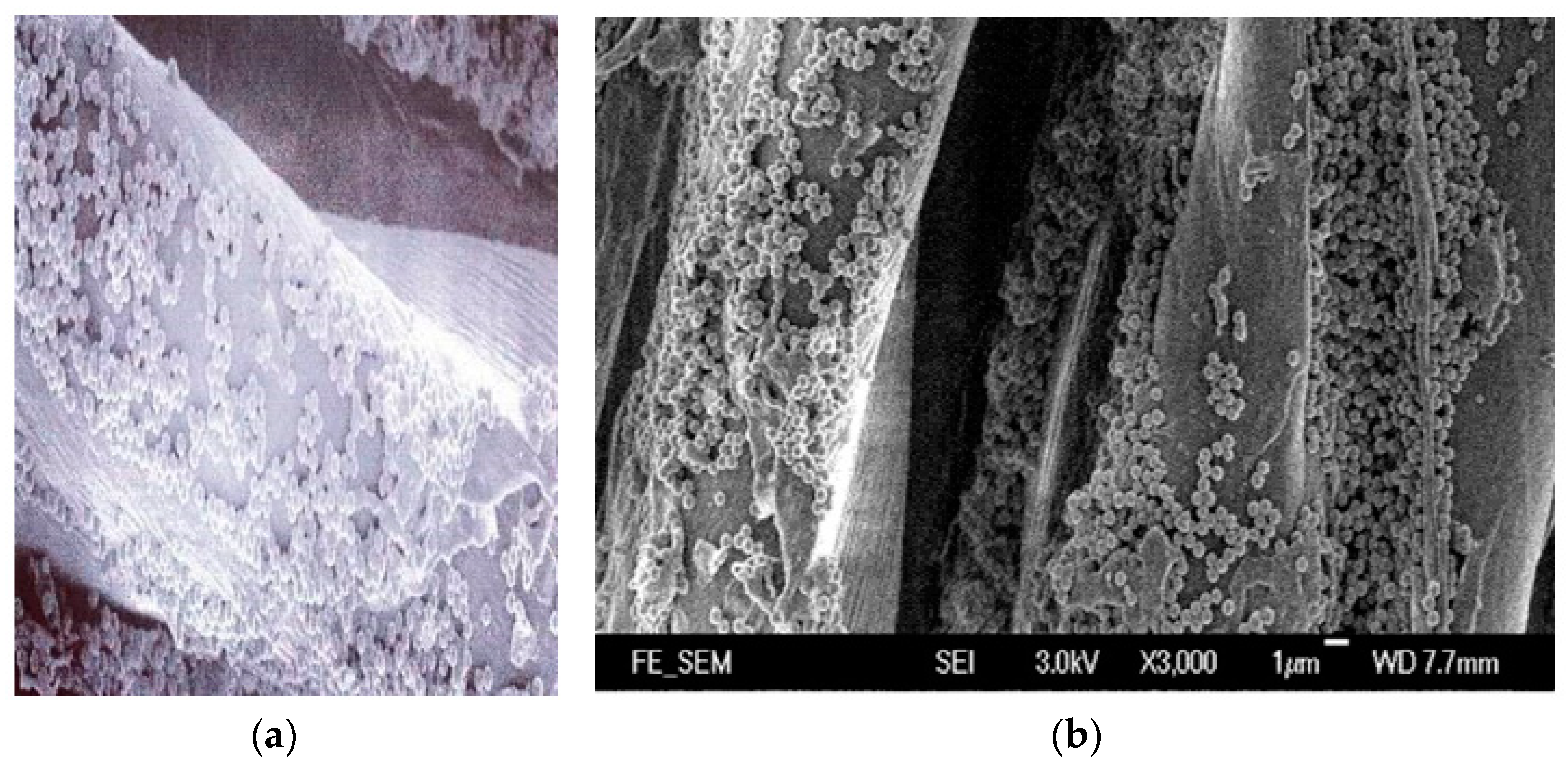 Coatings 11 00102 g006