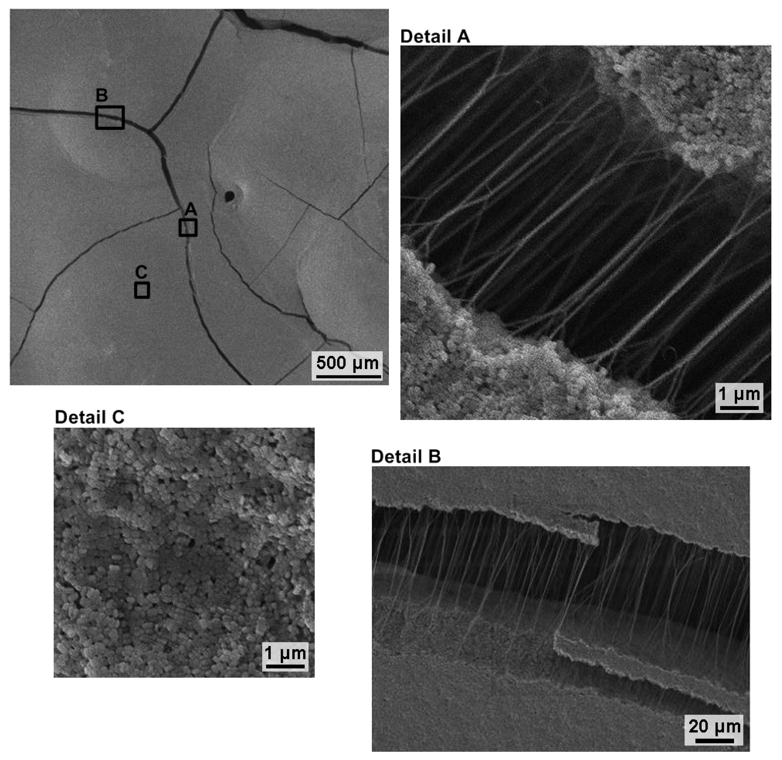 Coatings 11 00119 g004