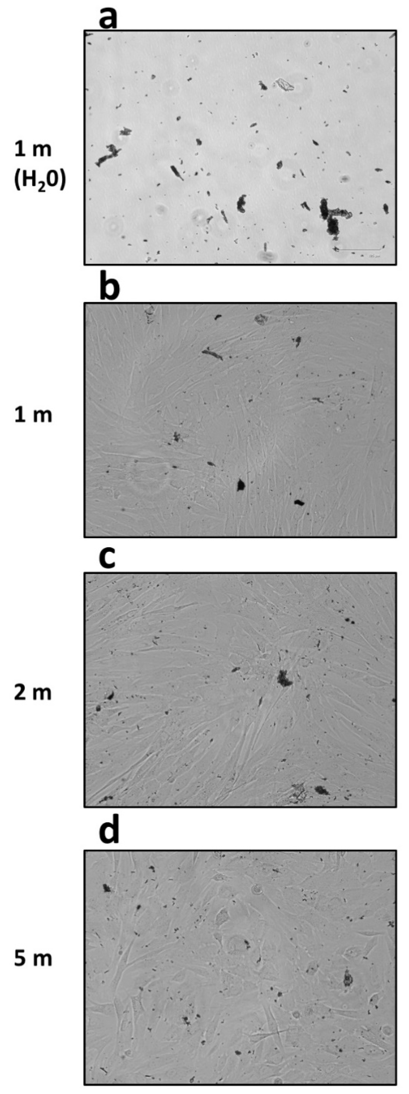 Coatings 11 00146 g002