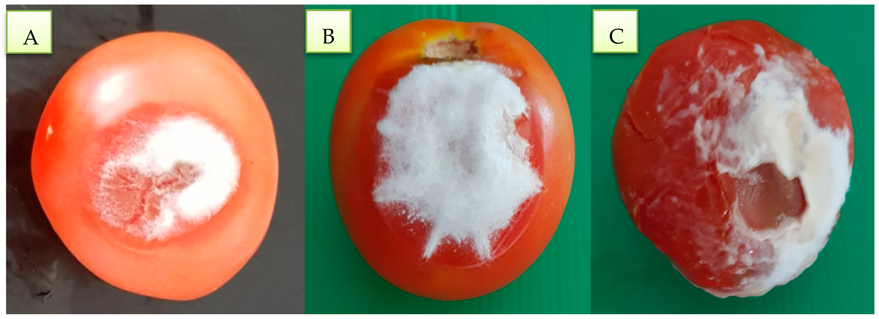 Coatings 11 00367 g001 Coatings 11 00367 g001
