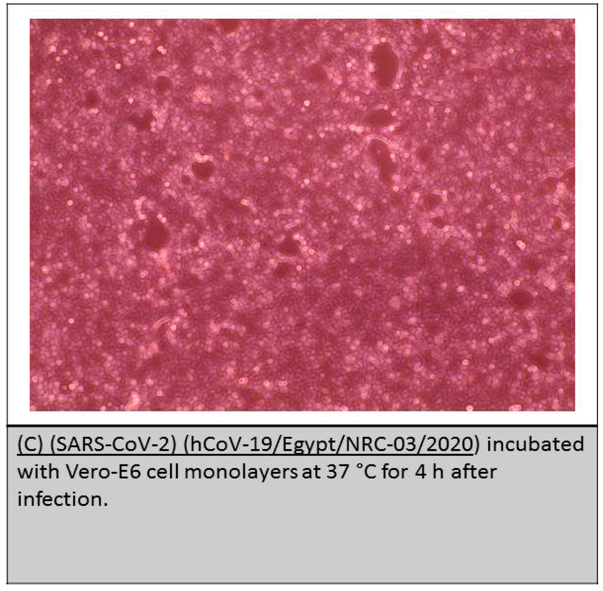 Coatings 11 00388 g010b Coatings 11 00388 g010b