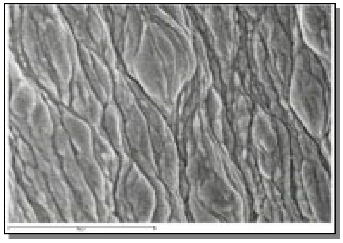 Coatings 11 00448 g009 Coatings 11 00448 g009