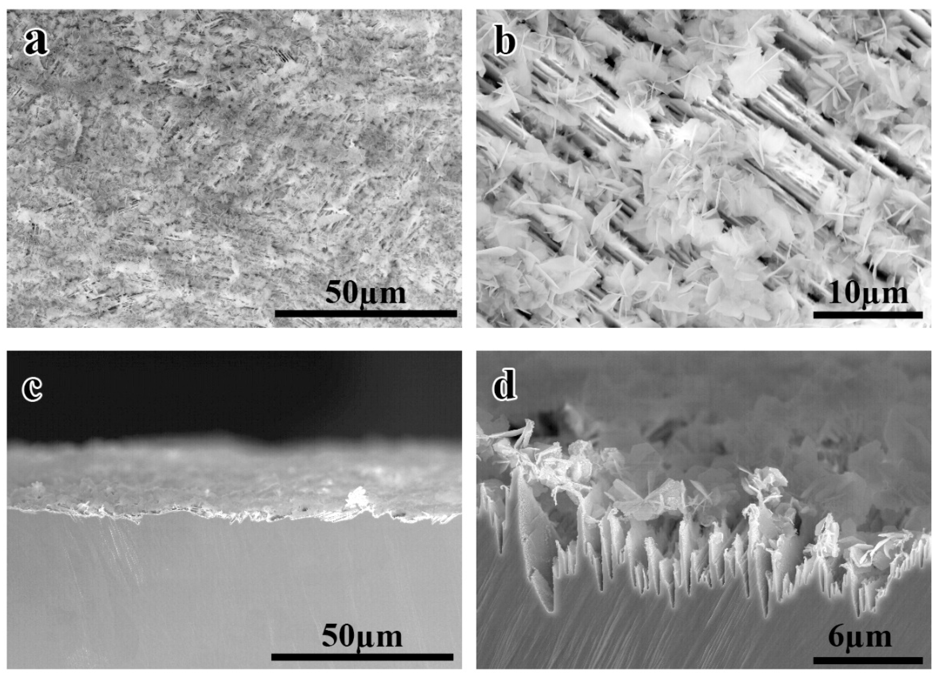 Coatings 11 00486 g001