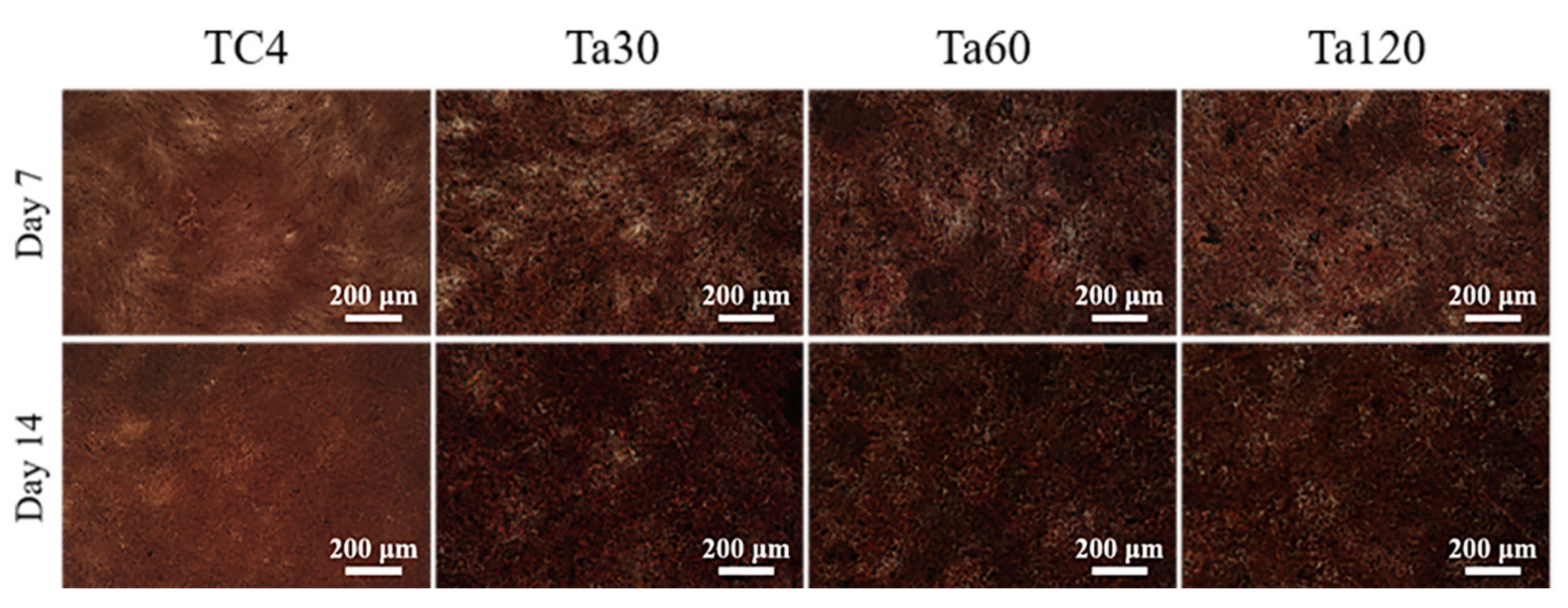Coatings 11 00631 g009