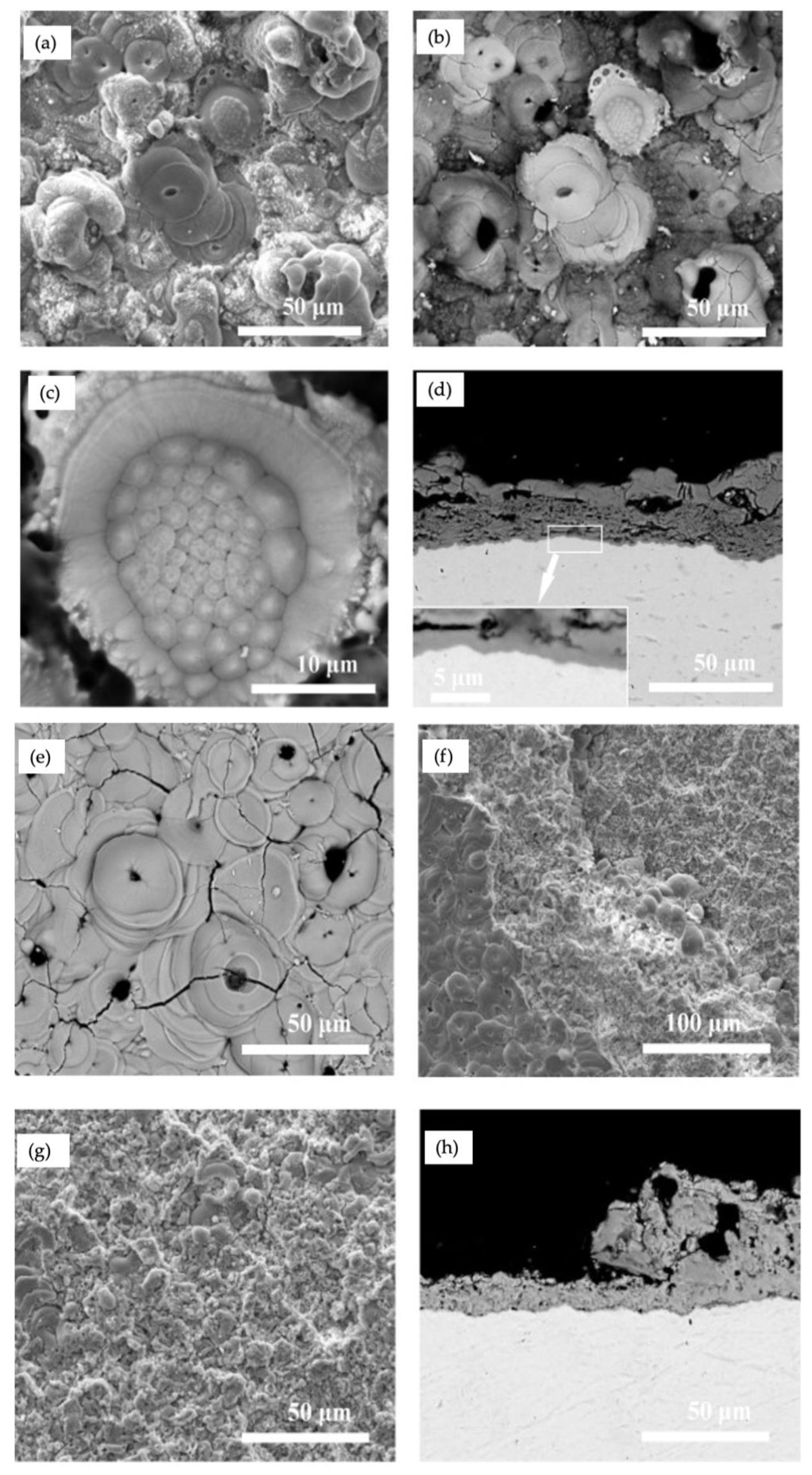 Coatings 11 00634 g007 Coatings 11 00634 g007