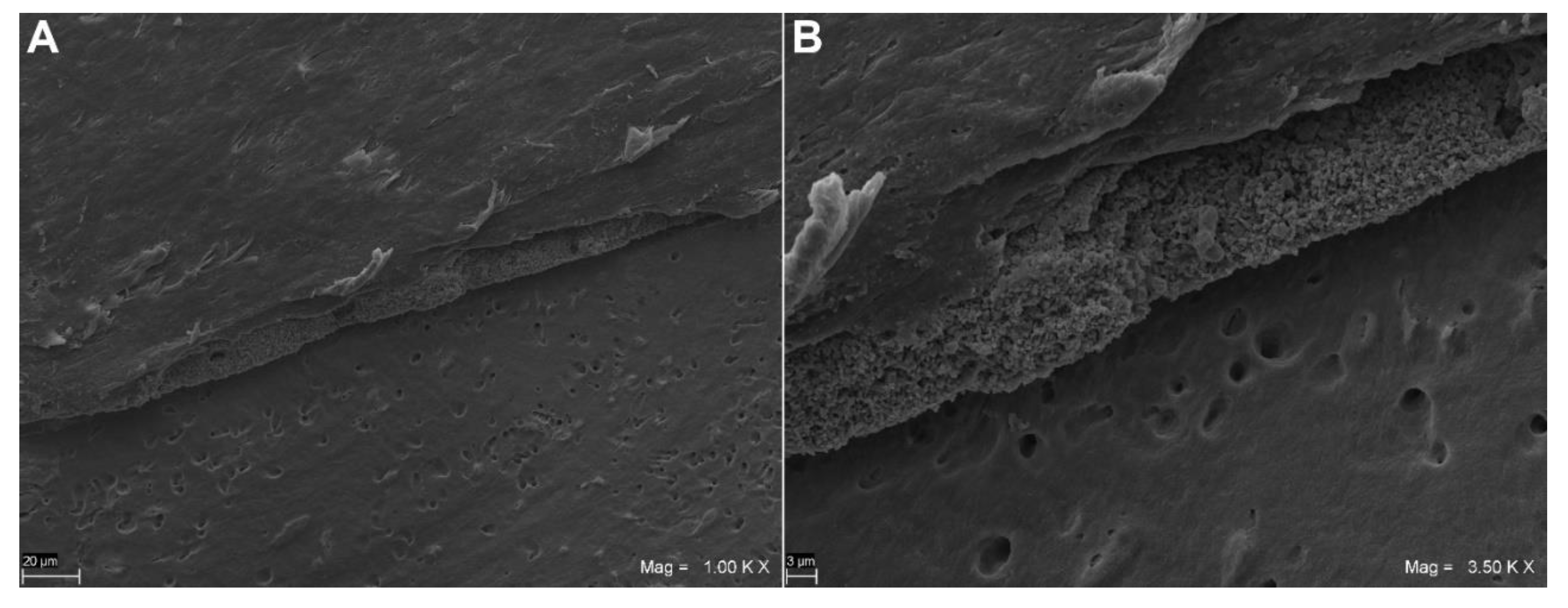 Coatings 11 00727 g004 Coatings 11 00727 g004