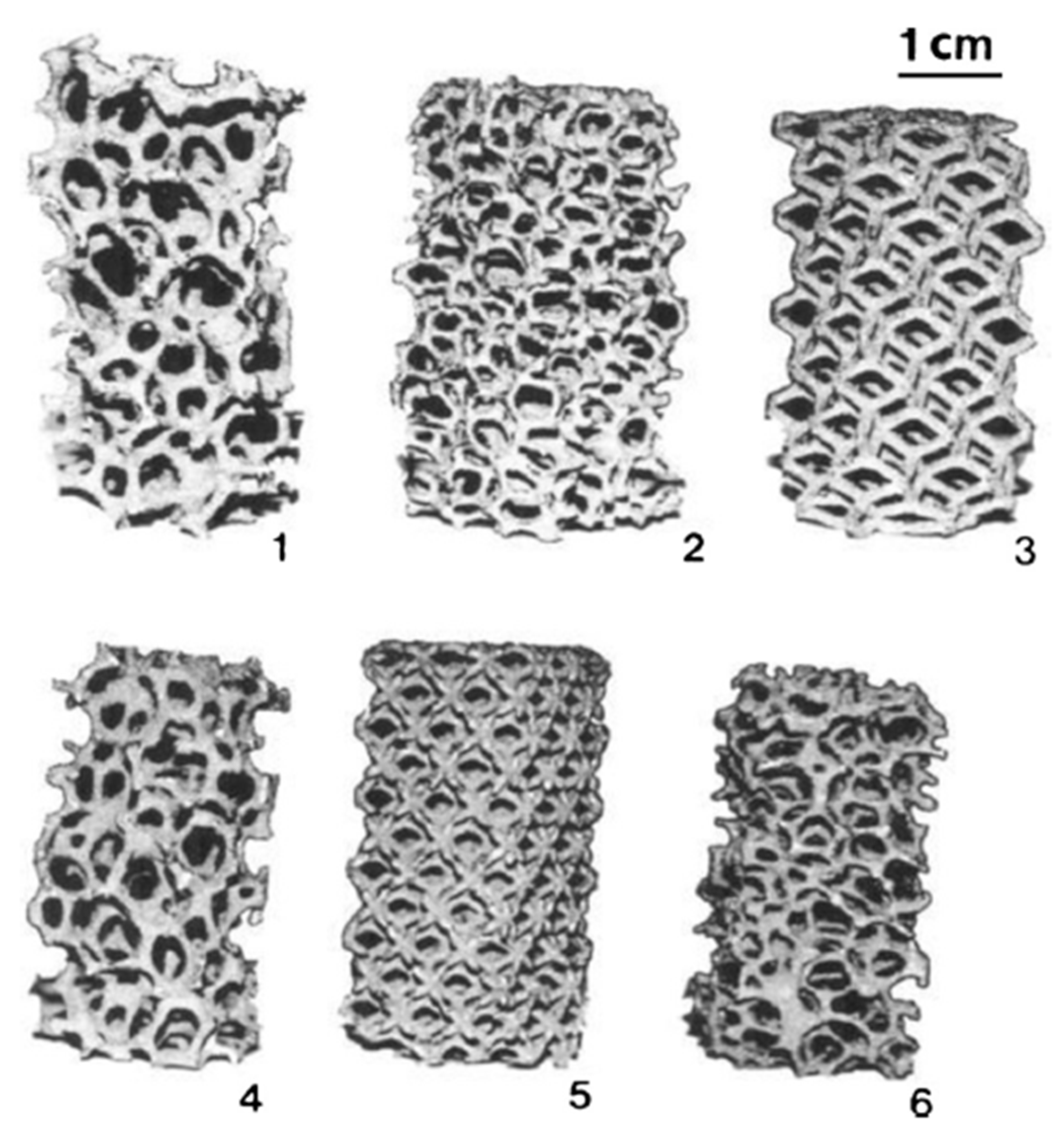 Coatings 11 00740 g008