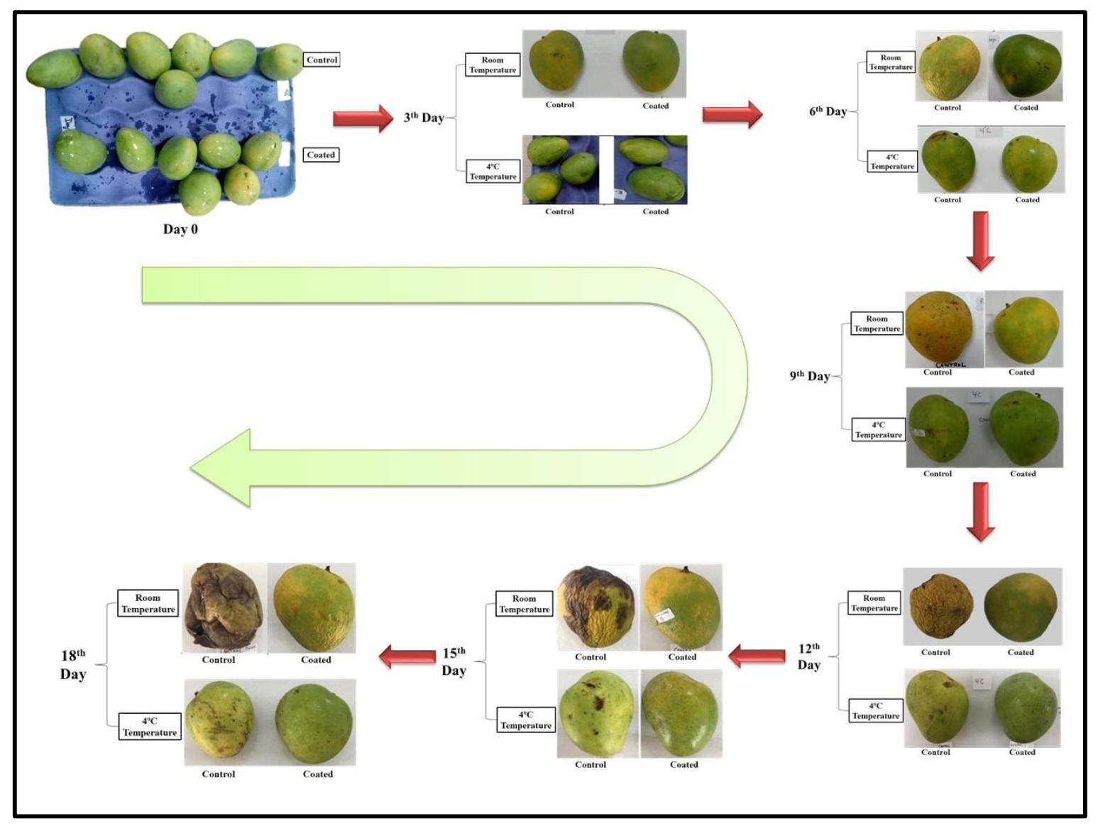 Coatings 11 00764 g011