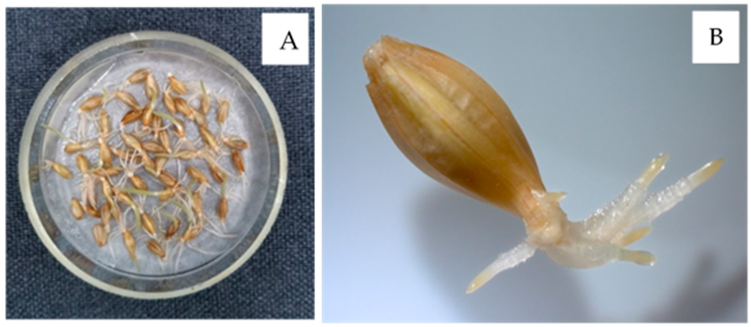 Coatings 11 00862 g003