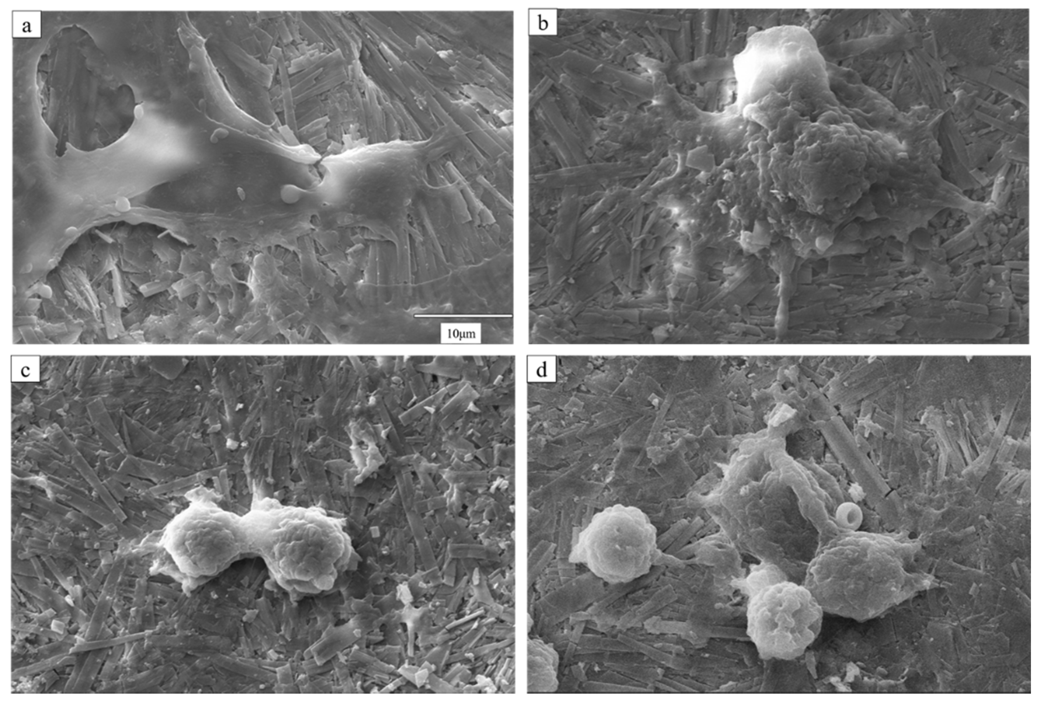 Coatings 11 00957 g004 Coatings 11 00957 g004