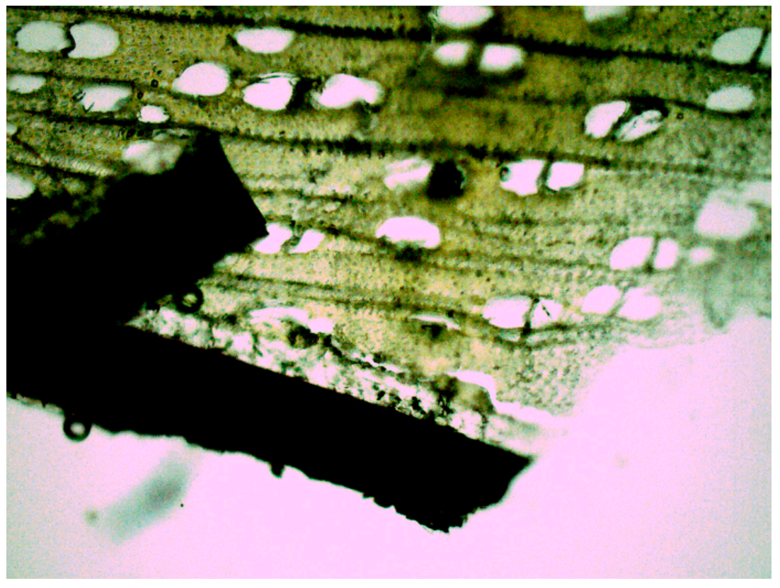 Coatings 12 00039 g001