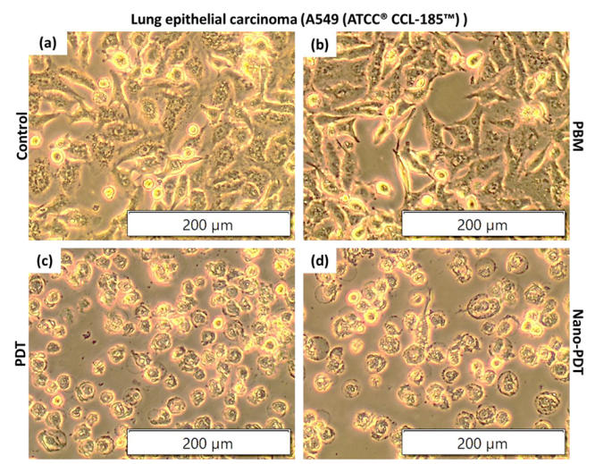 Coatings 12 00199 g002