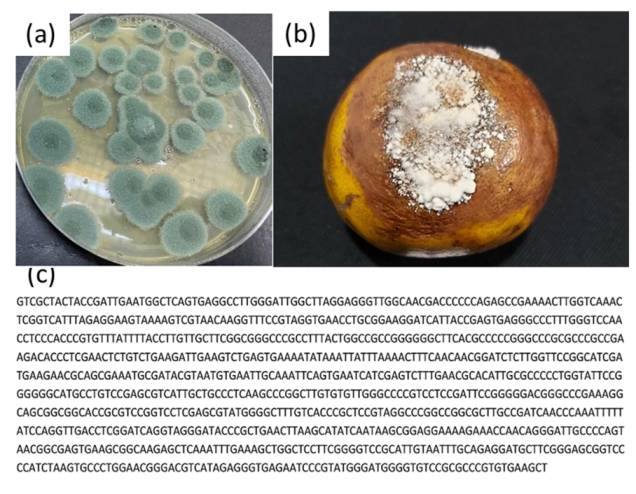 Coatings 12 00235 g002