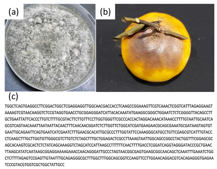 Coatings 12 00235 g004