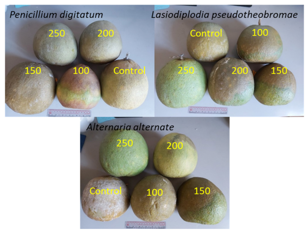 Coatings 12 00235 g008