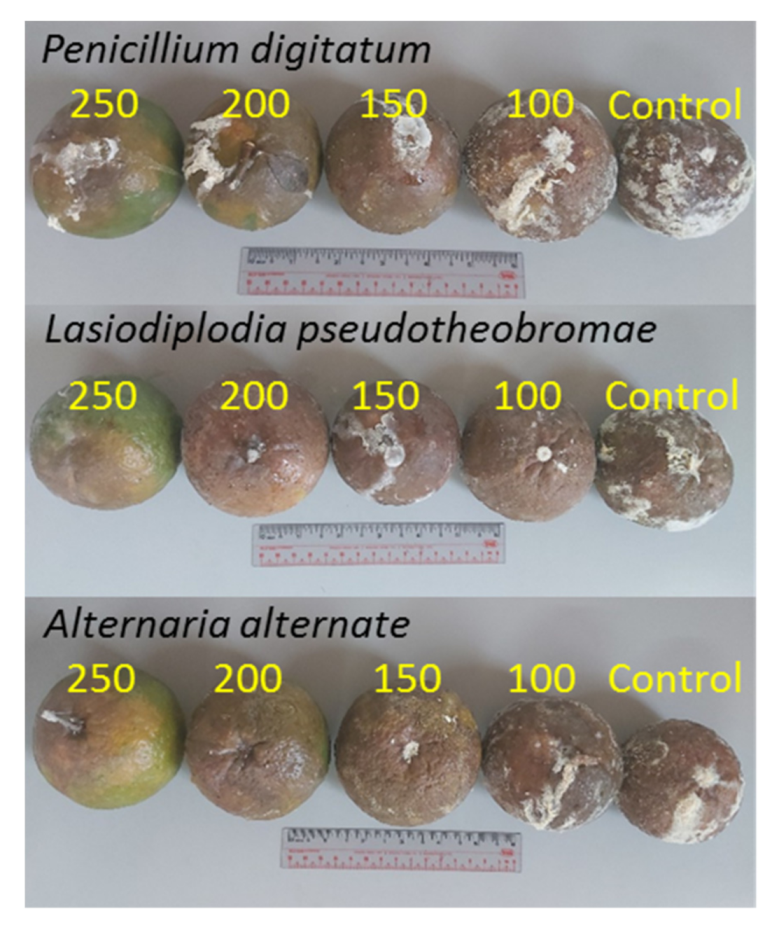 Coatings 12 00235 g009