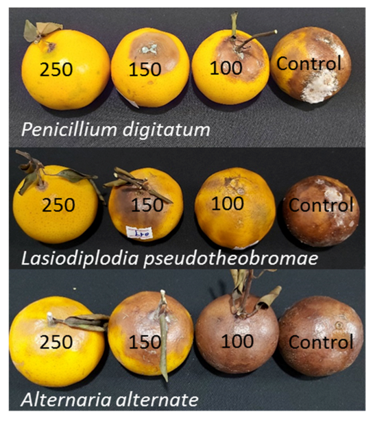 Coatings 12 00235 g010