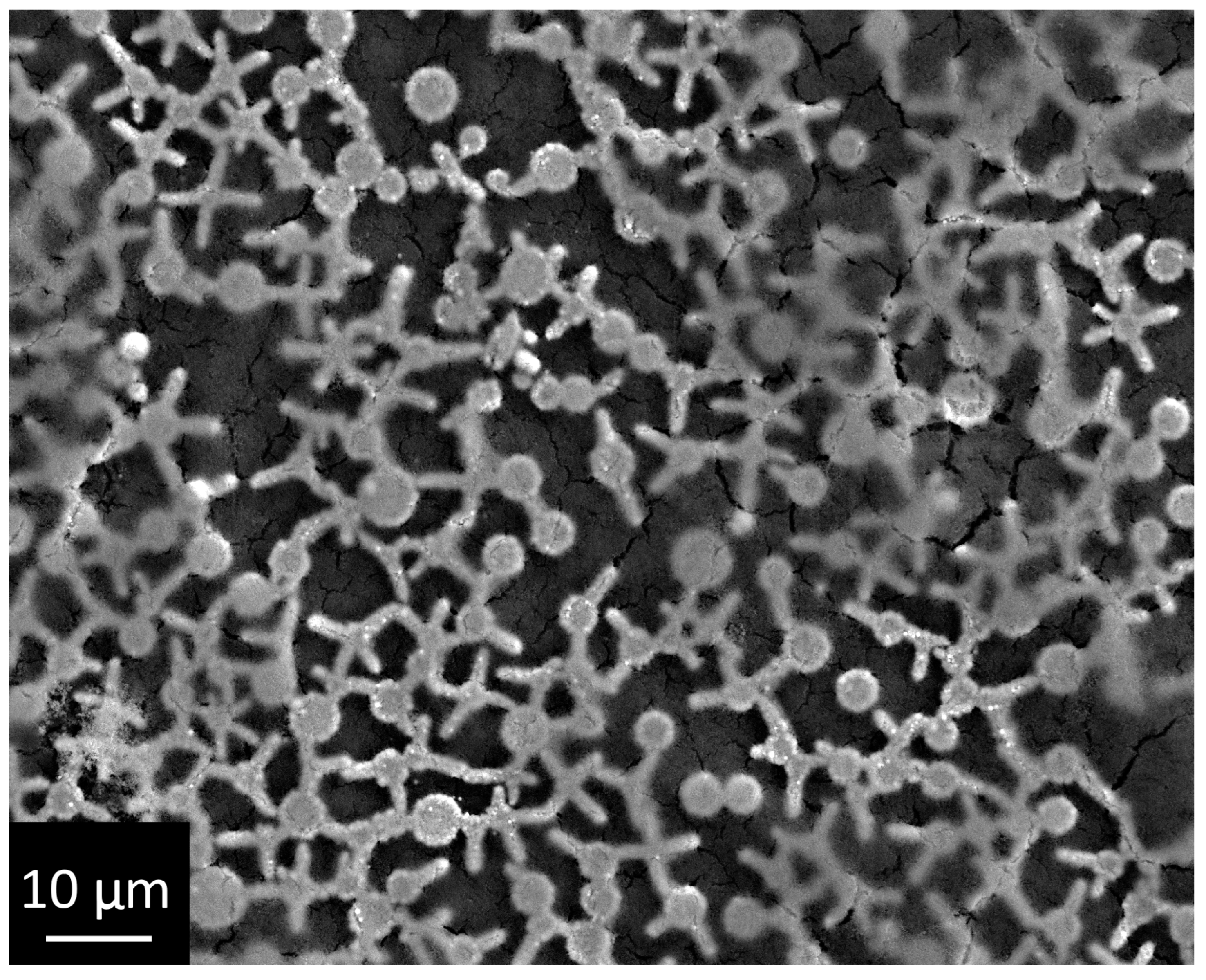 Coatings 12 00266 g004