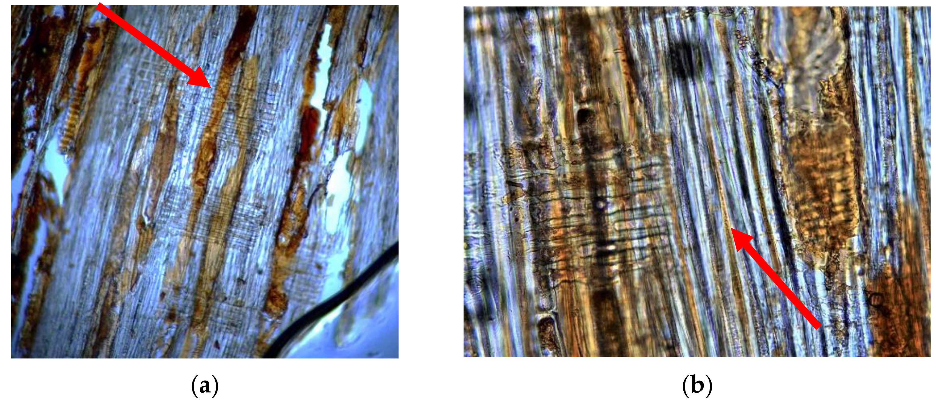 Coatings 12 00568 g003