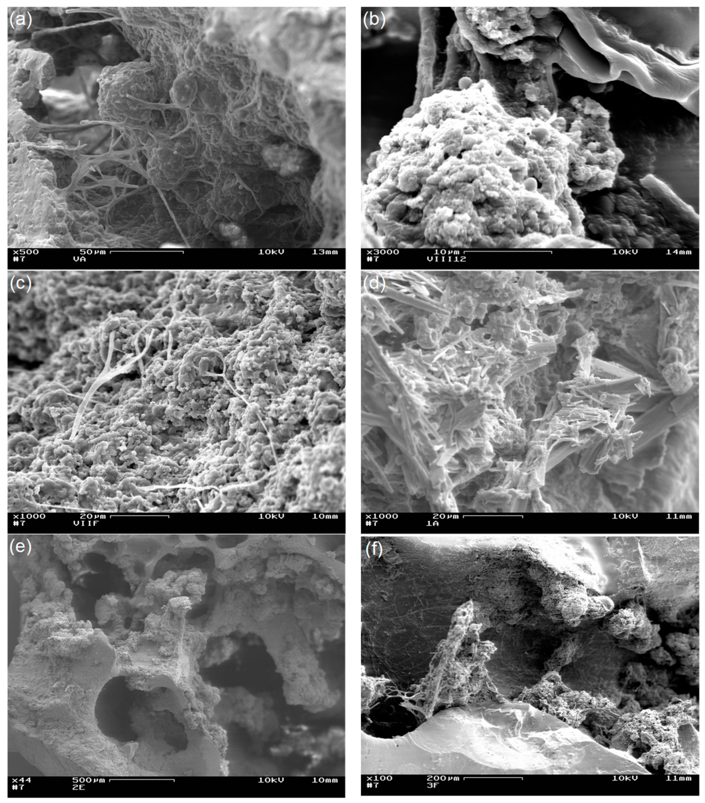 Coatings 12 00617 g008