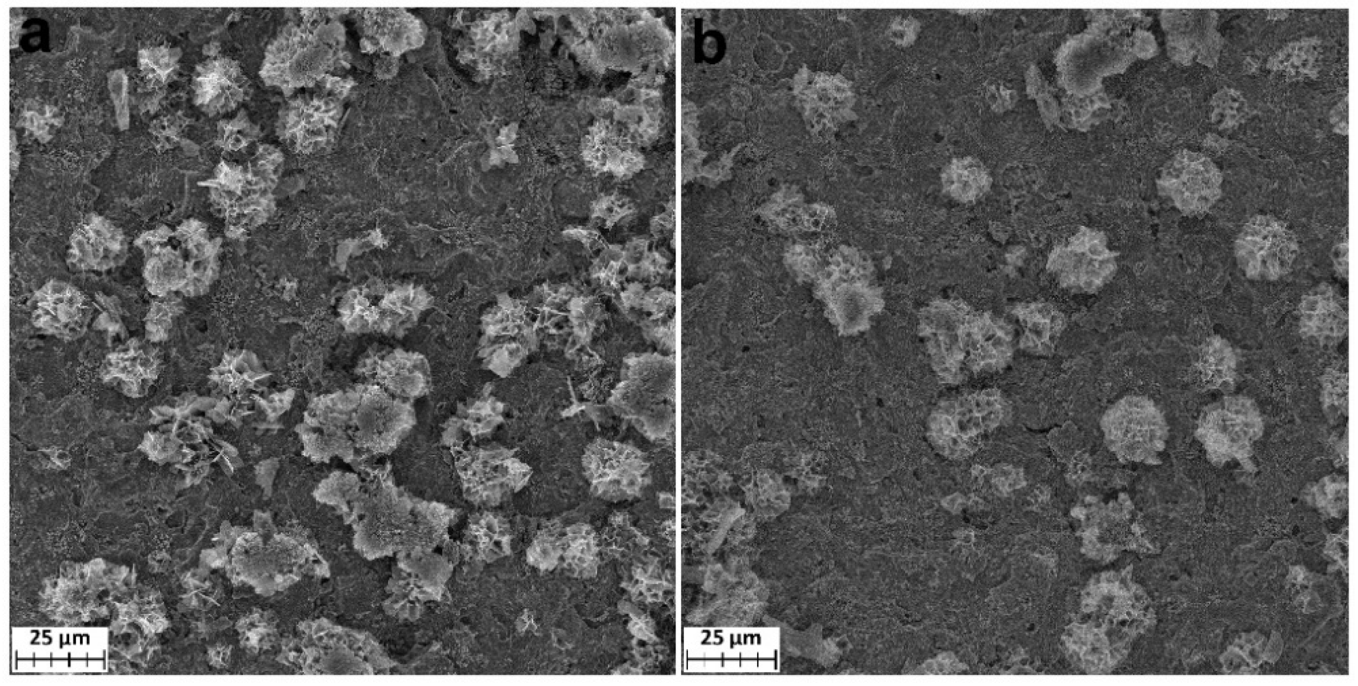 Coatings 12 00668 g013