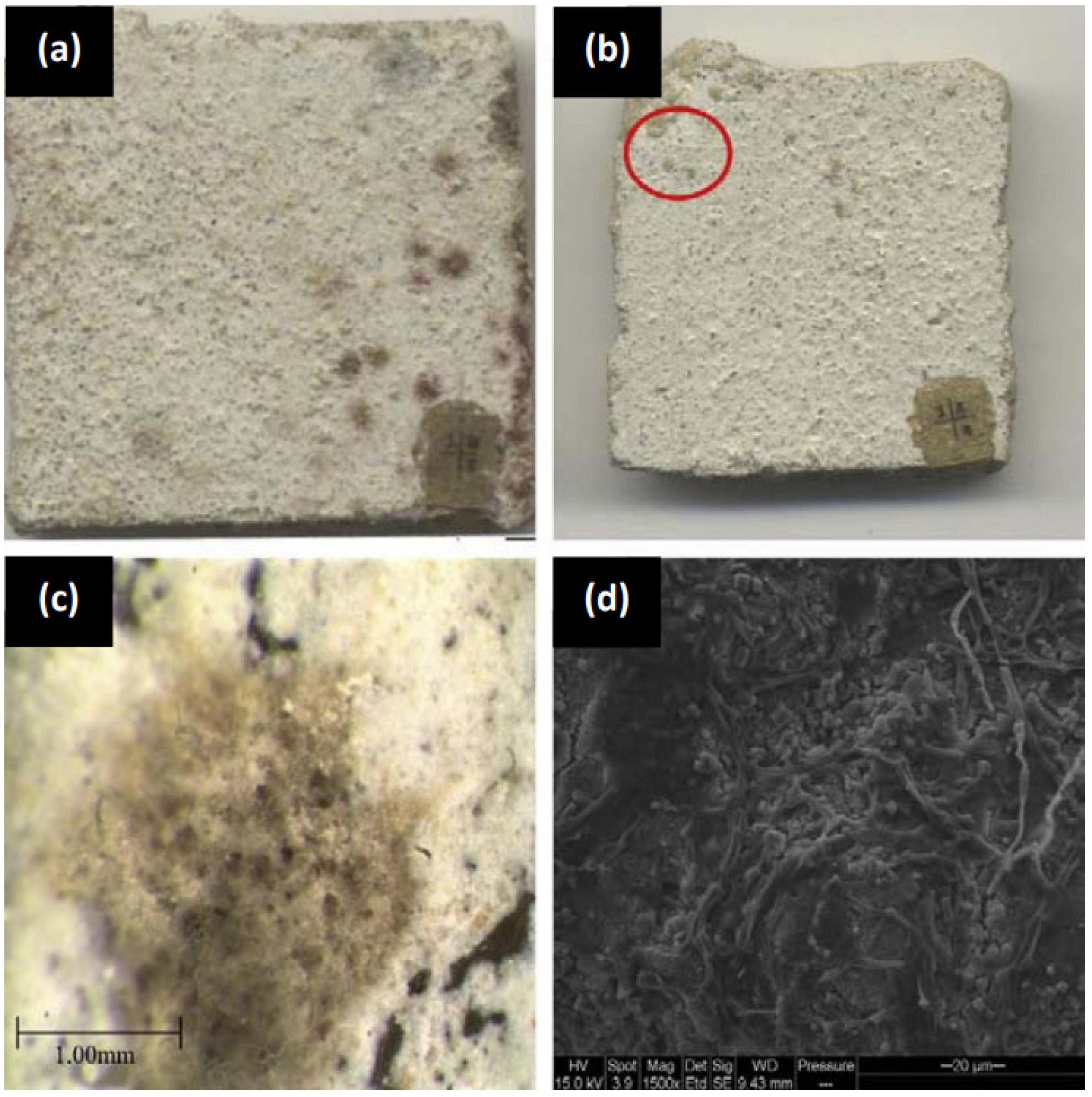 Coatings 12 00968 g008