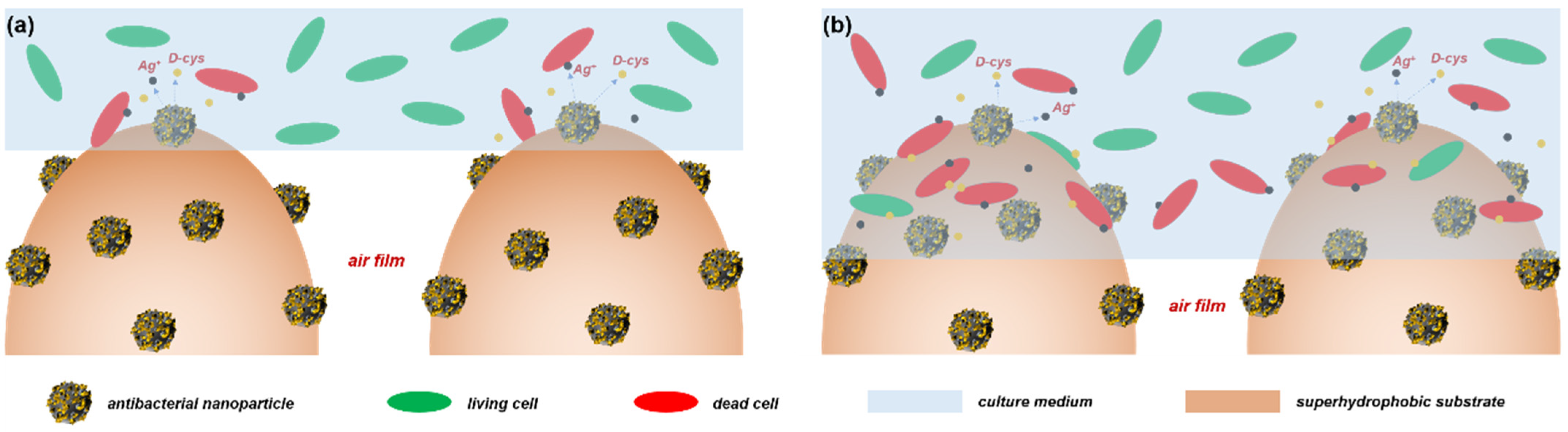 Coatings 12 01158 g012