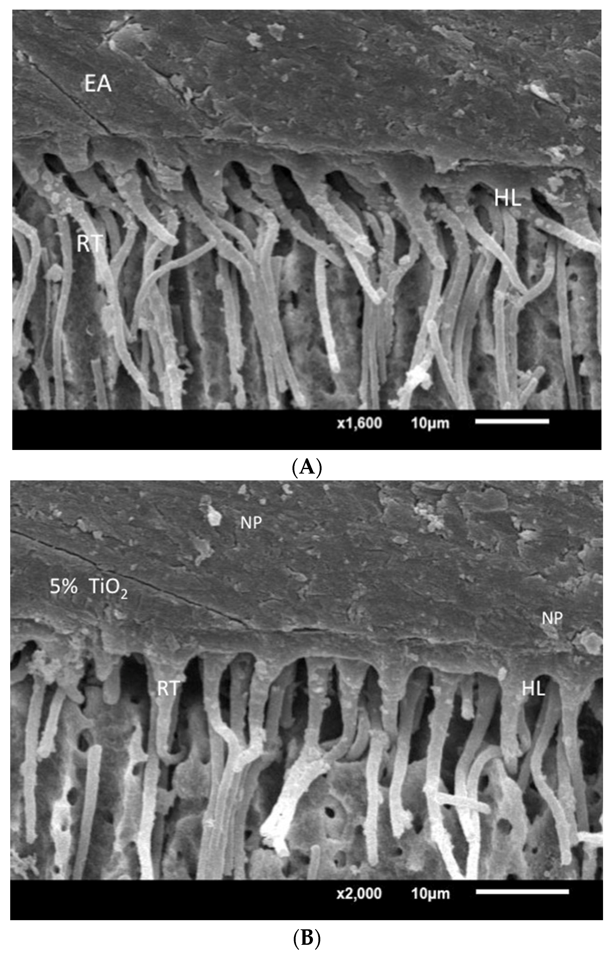 Coatings 12 01176 g008a