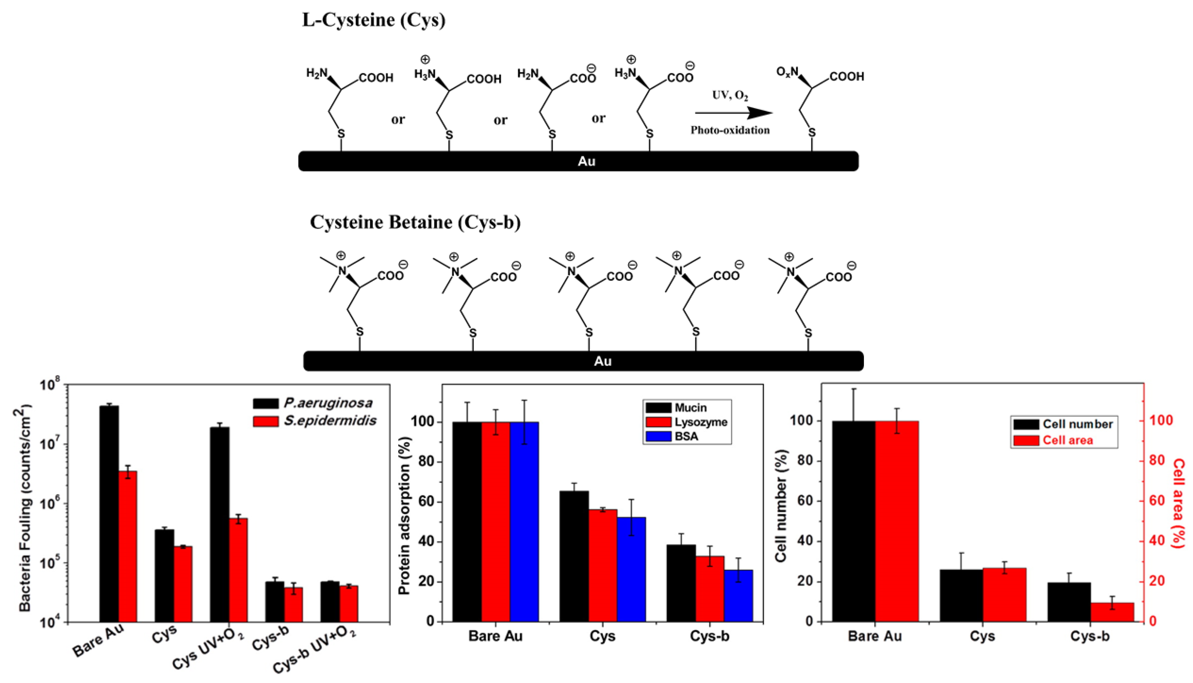 Coatings 12 01462 g006