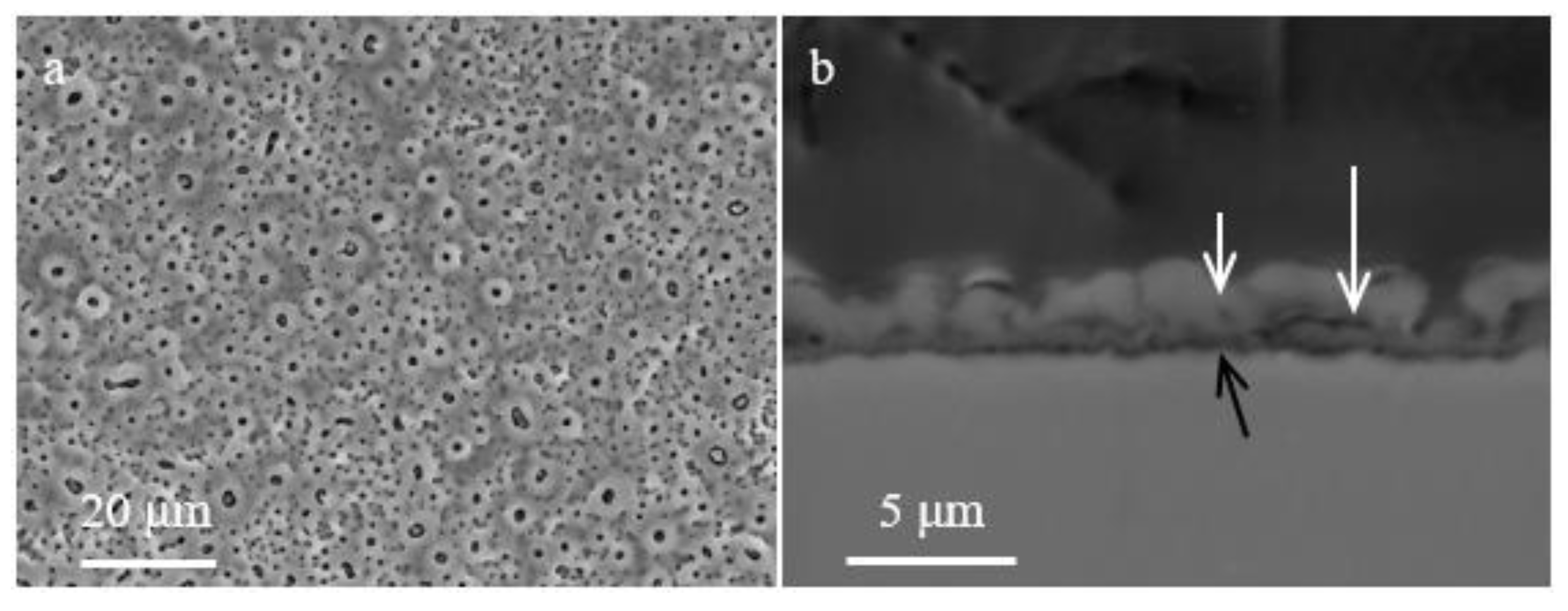 Coatings 12 01573 g007