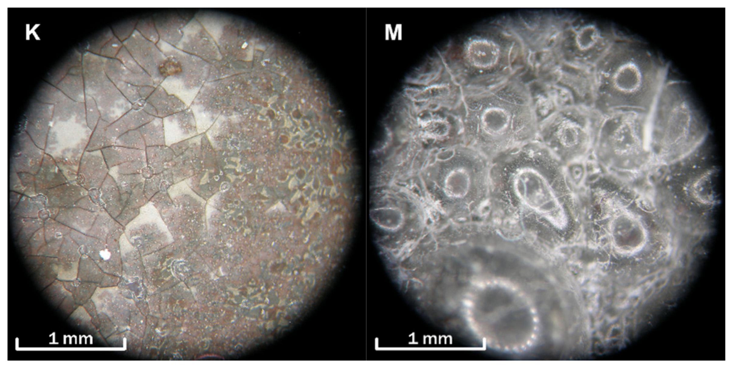 Coatings 12 01695 g002