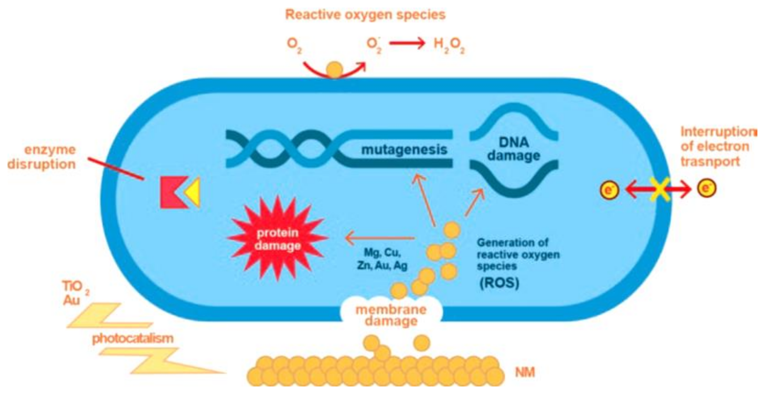 Coatings 12 01746 g012