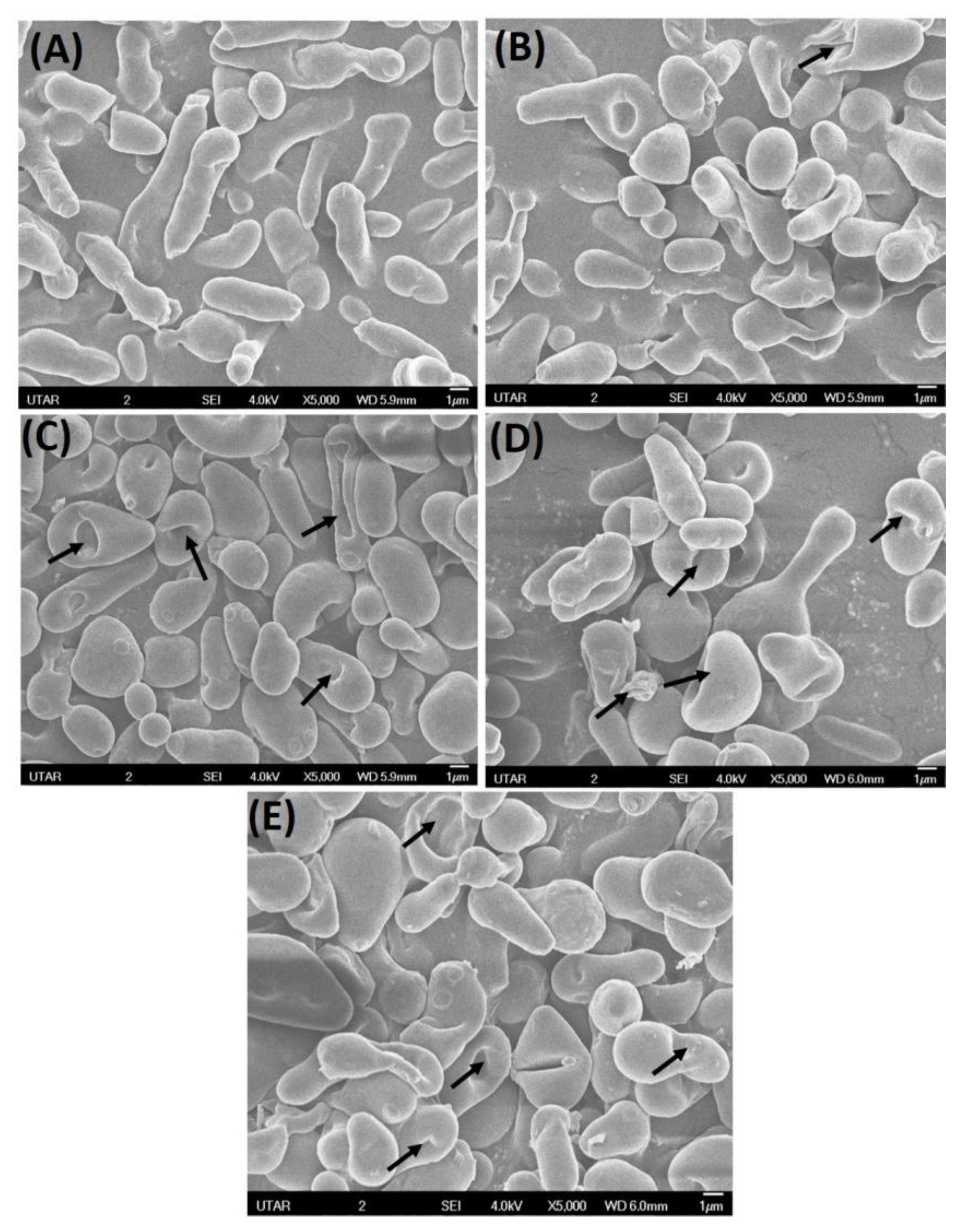 Coatings 12 01988 g006