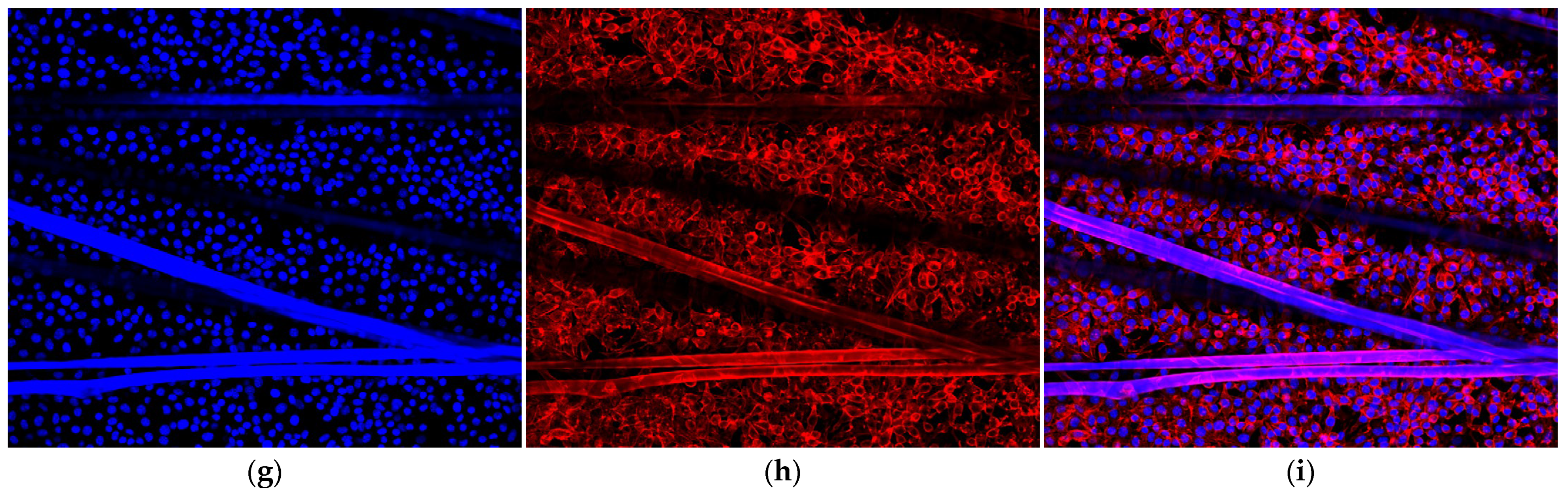 Coatings 13 00031 g012b