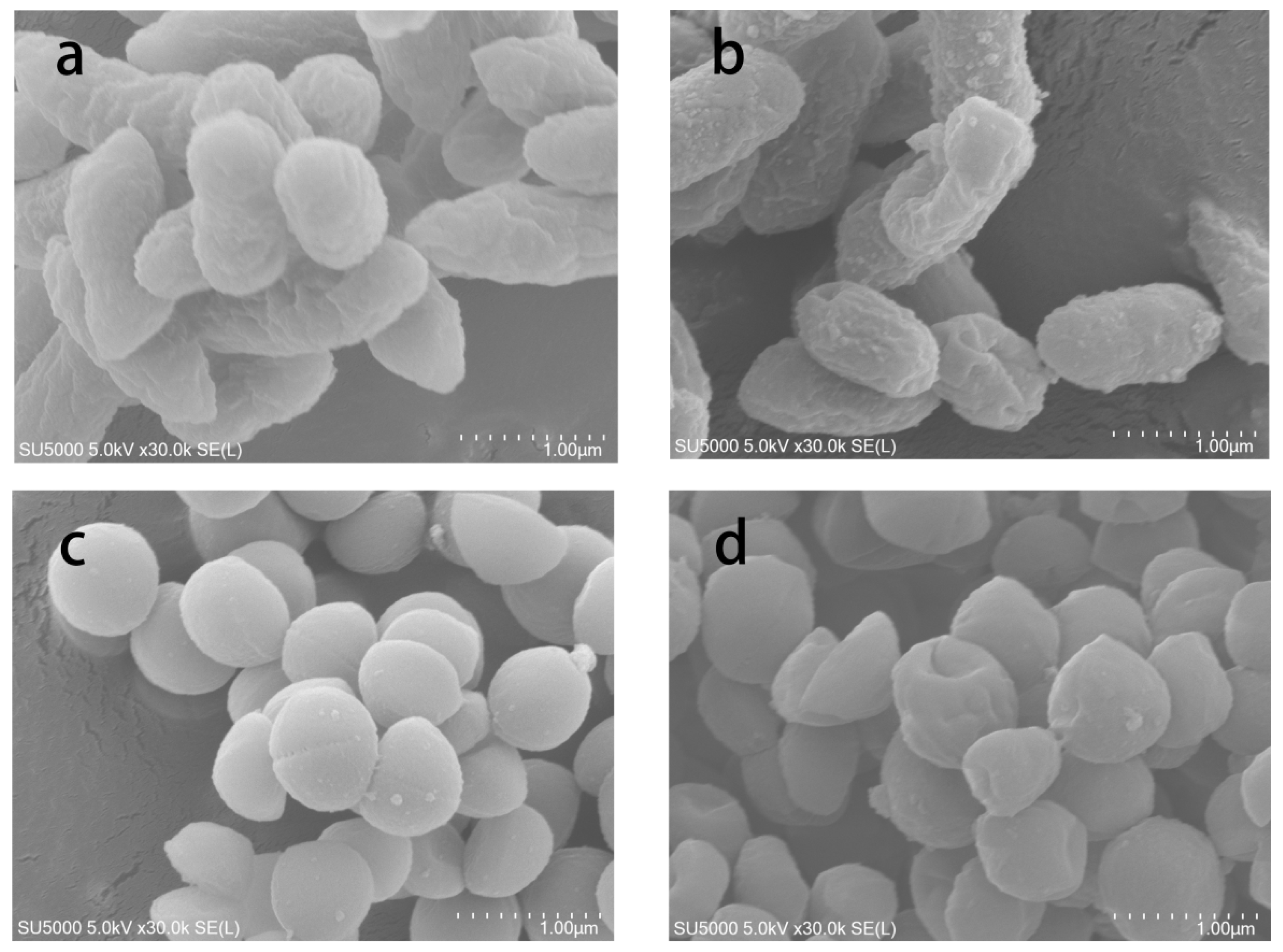 Coatings 13 00086 g008 Coatings 13 00086 g008