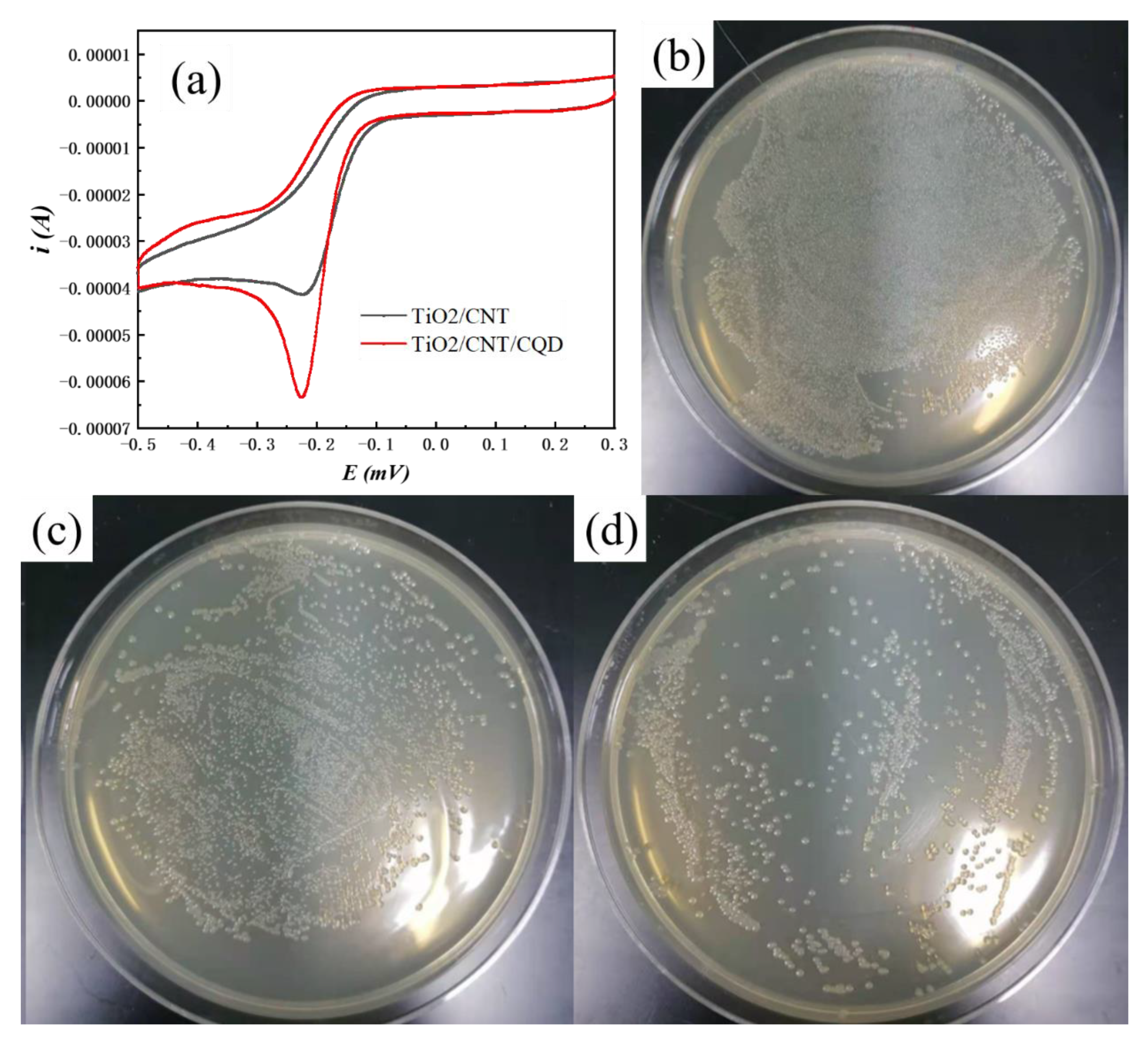 Coatings 13 00145 g005 Coatings 13 00145 g005