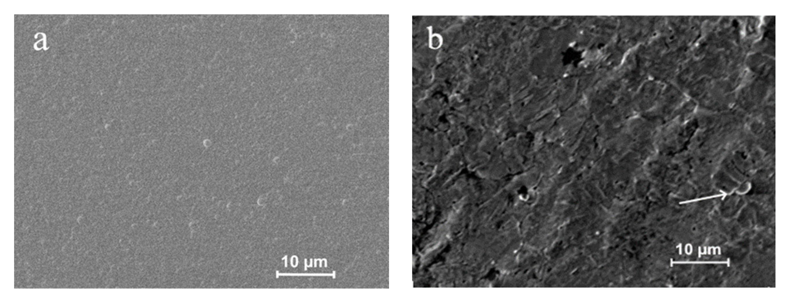 Coatings 13 00241 g007