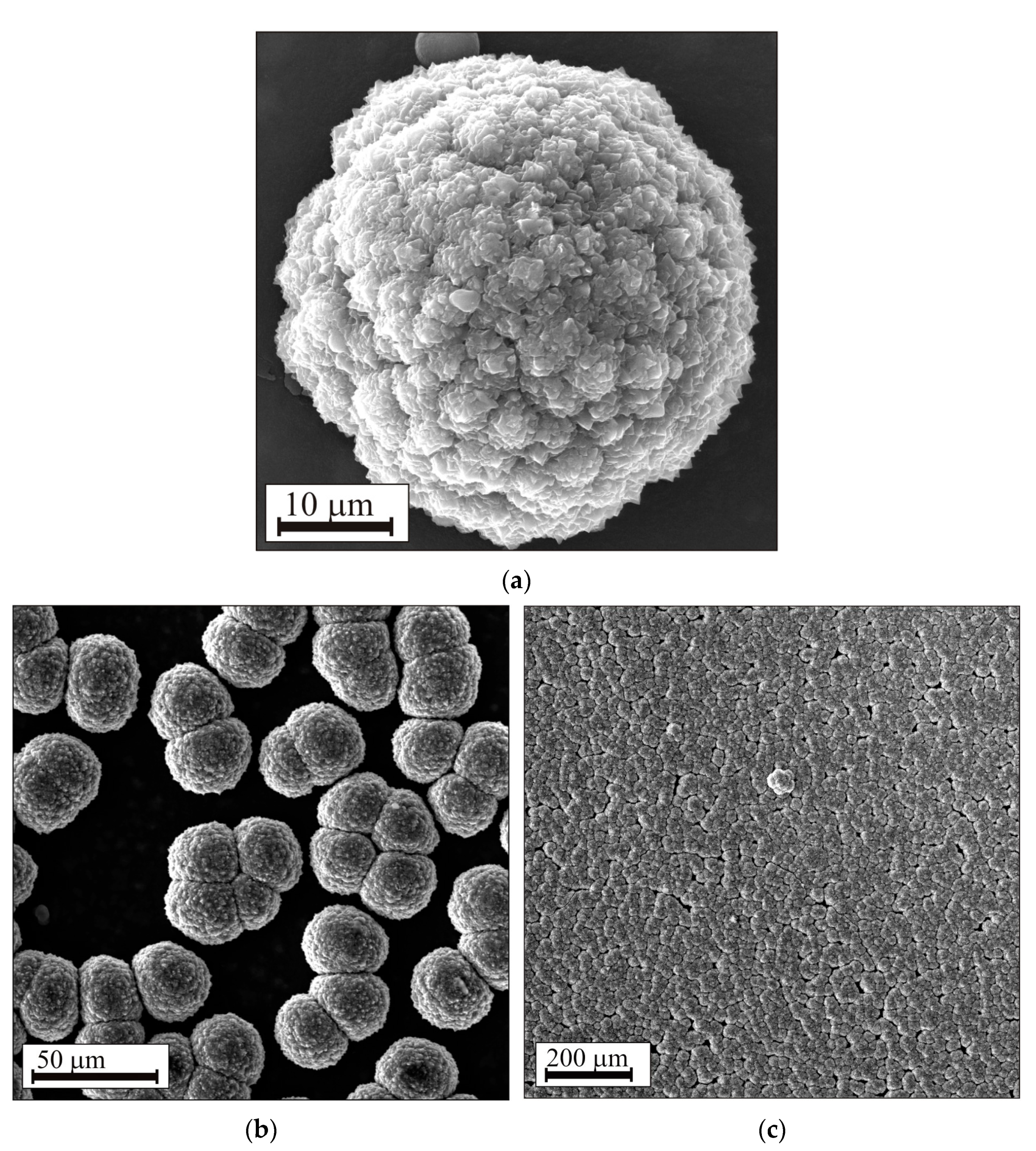Coatings 13 00354 g002